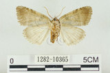 中文名:圍波紋蛾(1282-10365)學名:Parapsestis tomponis (Matsumura, 1933)(1282-10365)