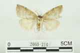 中文名:圍波紋蛾(2069-210)學名:Parapsestis tomponis (Matsumura, 1933)(2069-210)