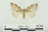 中文名:圍波紋蛾(2069-210)學名:Parapsestis tomponis (Matsumura, 1933)(2069-210)