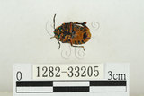 中文名:黑條黃麗盾椿(1282-33205)學名:Chrysocoris fascialis (White, 1842)(1282-33205)