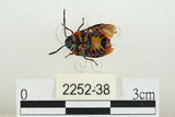 中文名:黑條黃麗盾椿(2252-38)學名:Chrysocoris fascialis (White, 1842)(2252-38)