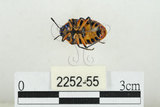 中文名:黑條黃麗盾椿(2252-55)學名:Chrysocoris fascialis (White, 1842)(2252-55)