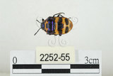 中文名:黑條黃麗盾椿(2252-55)學名:Chrysocoris fascialis (White, 1842)(2252-55)