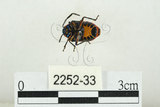 中文名:黑條黃麗盾椿(2252-33)學名:Chrysocoris fascialis (White, 1842)(2252-33)