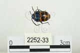 中文名:黑條黃麗盾椿(2252-33)學名:Chrysocoris fascialis (White, 1842)(2252-33)