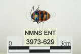 中文名:黑條黃麗盾椿(3973-629)學名:Chrysocoris fascialis (White, 1842)(3973-629)
