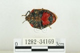 中文名:桑寬盾椿(1282-34169)學名:Poecilocoris druraei (Linnaeus, 1771)(1282-34169)