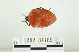 中文名:桑寬盾椿(1282-34169)學名:Poecilocoris druraei (Linnaeus, 1771)(1282-34169)