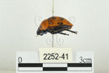 中文名:桑寬盾椿(2252-41)學名:Poecilocoris druraei (Linnaeus, 1771)(2252-41)