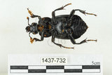 中文名:大黑埋葬蟲(1437-732)學名:Nicrophorus concolor Kraatz, 1877(1437-732)