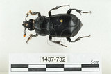 中文名:大黑埋葬蟲(1437-732)學名:Nicrophorus concolor Kraatz, 1877(1437-732)