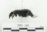 中文名:大黑埋葬蟲(2005-169)學名:Nicrophorus concolor Kraatz, 1877(2005-169)