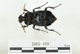中文名:大黑埋葬蟲(2005-169)學名:Nicrophorus concolor Kraatz, 1877(2005-169)