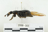 中文名:大黑埋葬蟲(2098-183)學名:Nicrophorus concolor Kraatz, 1877(2098-183)