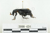 中文名:大黑埋葬蟲(2098-424)學名:Nicrophorus concolor Kraatz, 1877(2098-424)