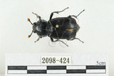 中文名:大黑埋葬蟲(2098-424)學名:Nicrophorus concolor Kraatz, 1877(2098-424)