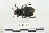 中文名:大黑埋葬蟲(2114-27)學名:Nicrophorus concolor Kraatz, 1877(2114-27)