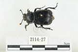 中文名:大黑埋葬蟲(2114-27)學名:Nicrophorus concolor Kraatz, 1877(2114-27)