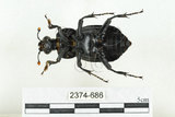 中文名:大黑埋葬蟲(2374-686)學名:Nicrophorus concolor Kraatz, 1877(2374-686)