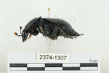 中文名:大黑埋葬蟲(2374-1307)學名:Nicrophorus concolor Kraatz, 1877(2374-1307)