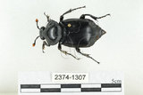 中文名:大黑埋葬蟲(2374-1307)學名:Nicrophorus concolor Kraatz, 1877(2374-1307)