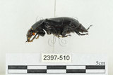 中文名:大黑埋葬蟲(2397-510)學名:Nicrophorus concolor Kraatz, 1877(2397-510)