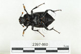 中文名:大黑埋葬蟲(2397-860)學名:Nicrophorus concolor Kraatz, 1877(2397-860)