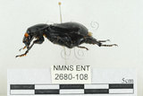 中文名:大黑埋葬蟲(2680-108)學名:Nicrophorus concolor Kraatz, 1877(2680-108)