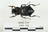 中文名:大黑埋葬蟲(2680-108)學名:Nicrophorus concolor Kraatz, 1877(2680-108)