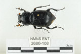 中文名:大黑埋葬蟲(2680-108)學名:Nicrophorus concolor Kraatz, 1877(2680-108)