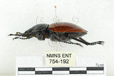 中文名:紅圓翅鍬形蟲(754-192)學名:Neolucanus swinhoei Bates, 1866(754-192)