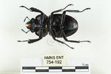 中文名:紅圓翅鍬形蟲(754-192)學名:Neolucanus swinhoei Bates, 1866(754-192)