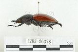 中文名:紅圓翅鍬形蟲(1282-26378)學名:Neolucanus swinhoei Bates, 1866(1282-26378)