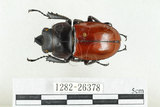 中文名:紅圓翅鍬形蟲(1282-26378)學名:Neolucanus swinhoei Bates, 1866(1282-26378)