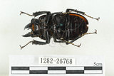 中文名:紅圓翅鍬形蟲(1282-26768)學名:Neolucanus swinhoei Bates, 1866(1282-26768)