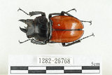 中文名:紅圓翅鍬形蟲(1282-26768)學名:Neolucanus swinhoei Bates, 1866(1282-26768)