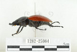 中文名:紅圓翅鍬形蟲(1282-25984)學名:Neolucanus swinhoei Bates, 1866(1282-25984)