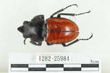 中文名:紅圓翅鍬形蟲(1282-25984)學名:Neolucanus swinhoei Bates, 1866(1282-25984)