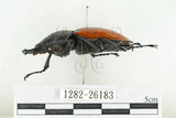 中文名:紅圓翅鍬形蟲(1282-26183)學名:Neolucanus swinhoei Bates, 1866(1282-26183)