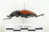 中文名:紅圓翅鍬形蟲(1282-26013)學名:Neolucanus swinhoei Bates, 1866(1282-26013)