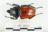 中文名:紅圓翅鍬形蟲(1282-26013)學名:Neolucanus swinhoei Bates, 1866(1282-26013)