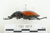 中文名:紅圓翅鍬形蟲(1282-26159)學名:Neolucanus swinhoei Bates, 1866(1282-26159)