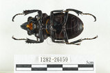 中文名:紅圓翅鍬形蟲(1282-26159)學名:Neolucanus swinhoei Bates, 1866(1282-26159)