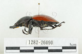 中文名:紅圓翅鍬形蟲(1282-26090)學名:Neolucanus swinhoei Bates, 1866(1282-26090)