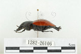 中文名:紅圓翅鍬形蟲(1282-26106)學名:Neolucanus swinhoei Bates, 1866(1282-26106)