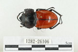 中文名:紅圓翅鍬形蟲(1282-26106)學名:Neolucanus swinhoei Bates, 1866(1282-26106)