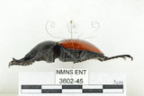 中文名:紅圓翅鍬形蟲(3602-45)學名:Neolucanus swinhoei Bates, 1866(3602-45)