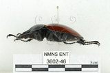 中文名:紅圓翅鍬形蟲(3602-46)學名:Neolucanus swinhoei Bates, 1866(3602-46)