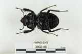 中文名:紅圓翅鍬形蟲(3602-46)學名:Neolucanus swinhoei Bates, 1866(3602-46)