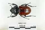 中文名:紅圓翅鍬形蟲(3602-46)學名:Neolucanus swinhoei Bates, 1866(3602-46)